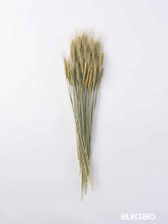 Пшеница зелёная (40 шт) М047 Пшеница зелёная (40 шт) М047