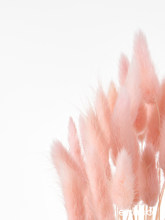 Лагурус светло-розовый высший сорт - 60 шт Лагурус светло-розовый высший сорт - 60 шт