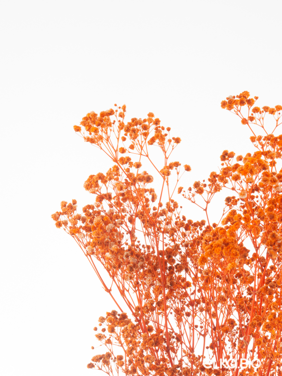 Гипсофила стабилизированная оранжевая 140 гр. высший сорт М163