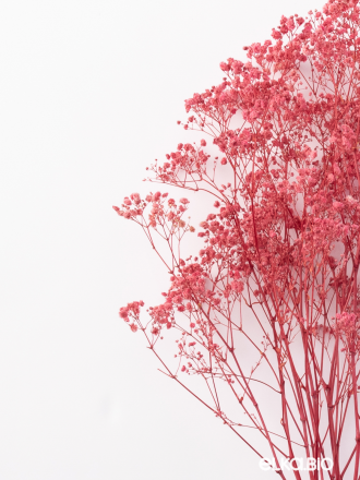  Гипсофила розовый 100 - 115 г. Первый сорт - стабилизированная