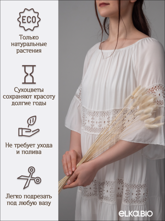Лагурус белый 30 шт. Высший сорт. Высота 40-50 см М002