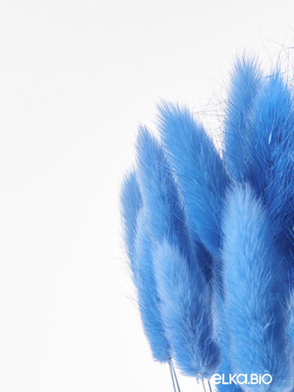 Лагурус синий высший сорт - 60 шт