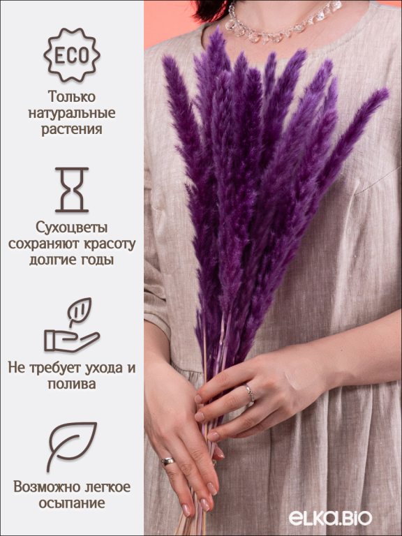 Пампас мини фиолетовый 15 шт. Высший сорт. Высота 40-50 см. М134