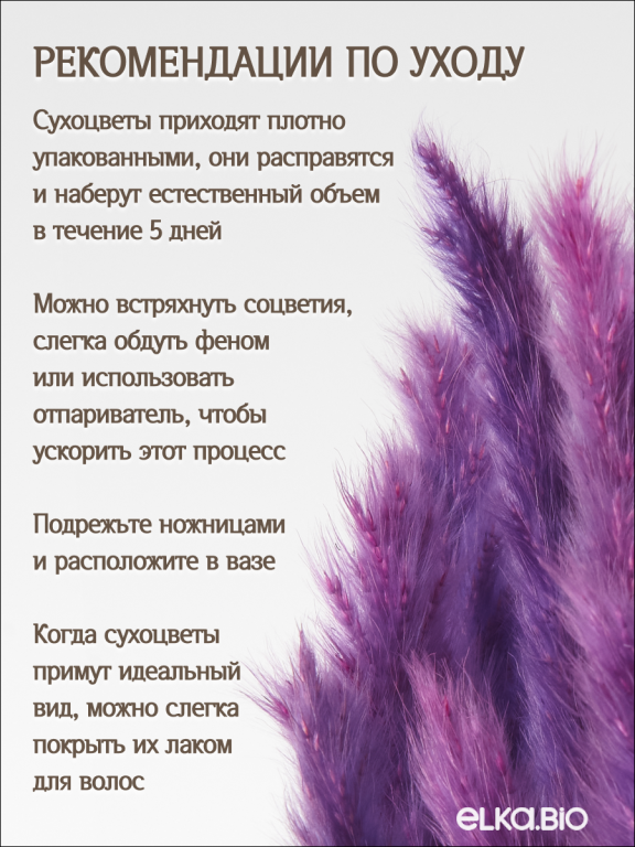 Пампас мини фиолетовый 45 шт. Высший сорт М272