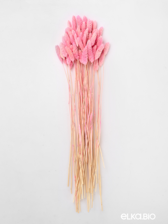 Фалярис светло-розовый (40шт) М112