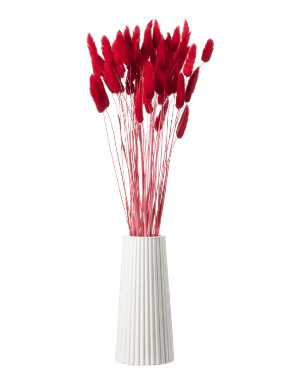 Лагурус красный высший сорт - 60 шт