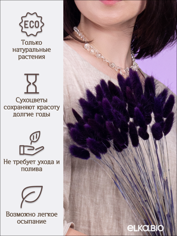 Лагурус фиолетовый 60 шт. Высший сорт. Высота 25-35 см М240