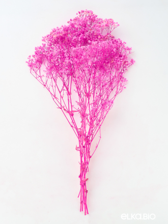 Гипсофила фуксия 140г. Высший сорт - стабилизированная М680