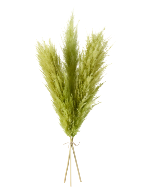 Пампасная трава кортадерия светло-зелёная (3шт) М155