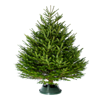 Пихта Нордмана срезанная Premium 4.50 - 5.00 метра ПОЛОМАНА МАКУШКА (- 33%)