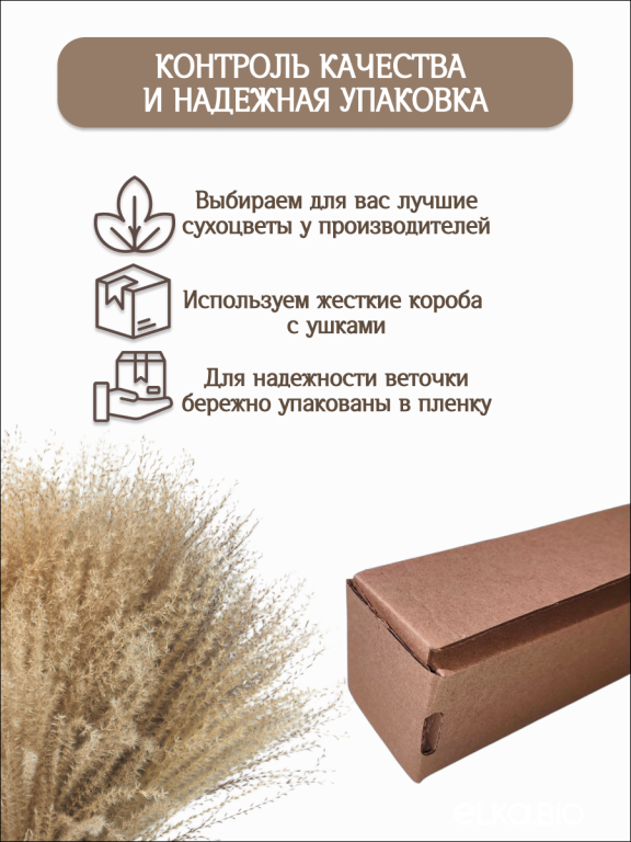 Мискантус натуральный 30 шт. Высший сорт М277