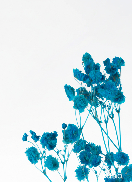 Гипсофила ярко-бирюзовая 50г.  Высший сорт - стабилизированная М627