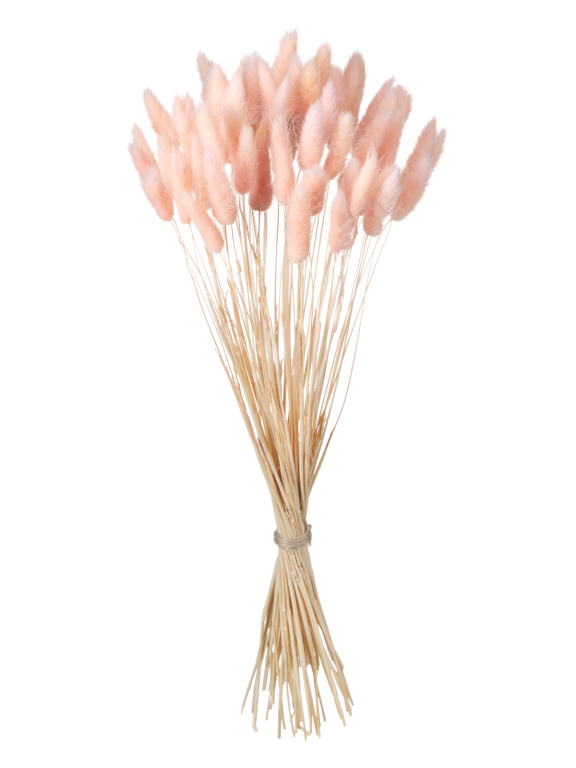 Лагурус светло-розовый высший сорт - 60 шт Лагурус светло-розовый высший сорт - 60 шт