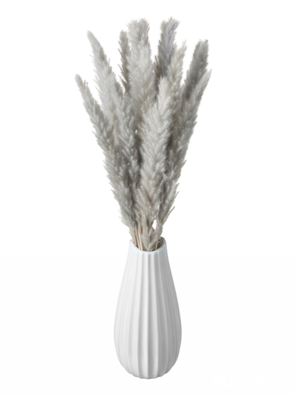 Трава сухоцвет пампас мини 15 шт. серый высший сорт