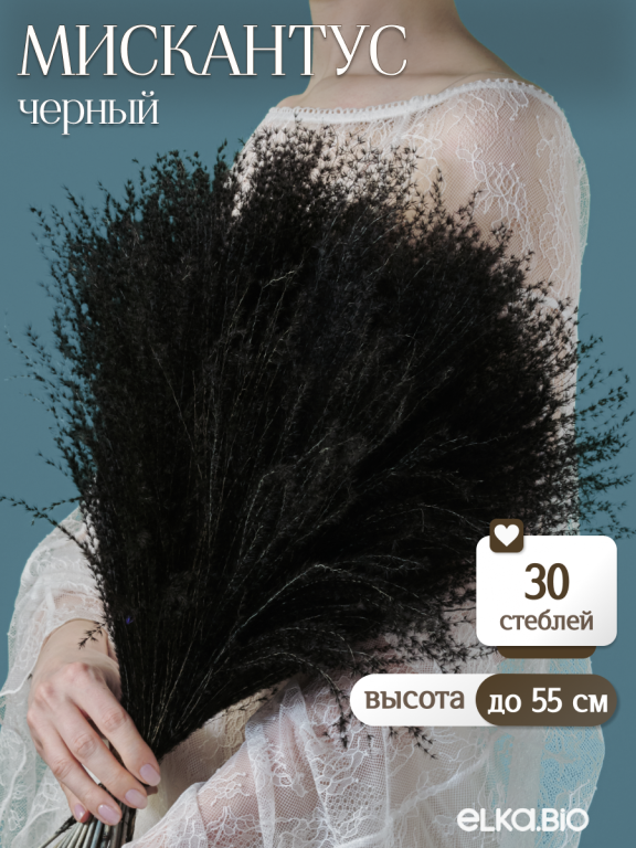 Мискантус чёрный 30 шт. Высший сорт М044