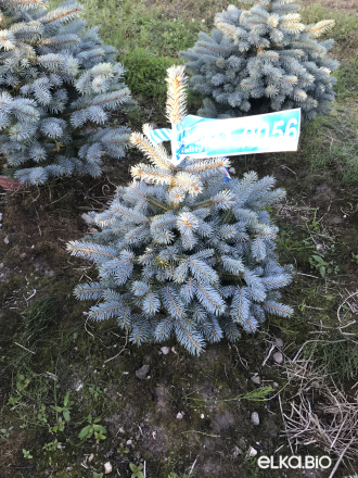 Голубая ёлка в горшке 0.50 - 0.60