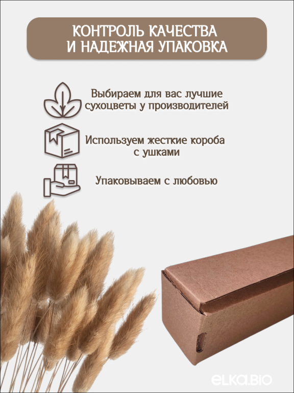Лагурус натуральный 60 шт. Высший сорт. Высота 25-35 см М231