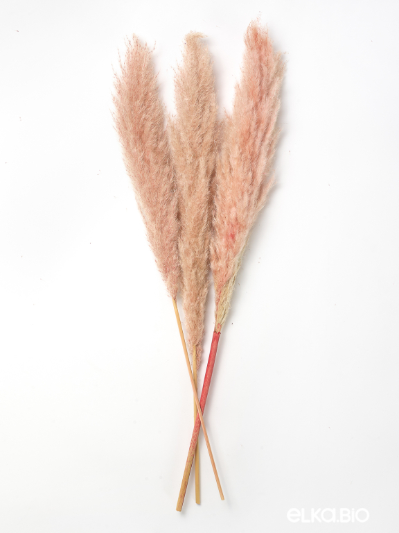 Пампасная трава кортадерия розовая (3 шт) М153