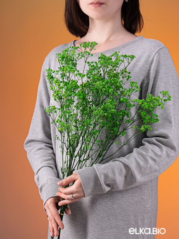 Гипсофила стабилизированная зелёная 550 гр. первый сорт М5161