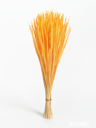 Алопекурус (тимофеевка) оранжевый 150 шт. Высший сорт - до 50 см  М450