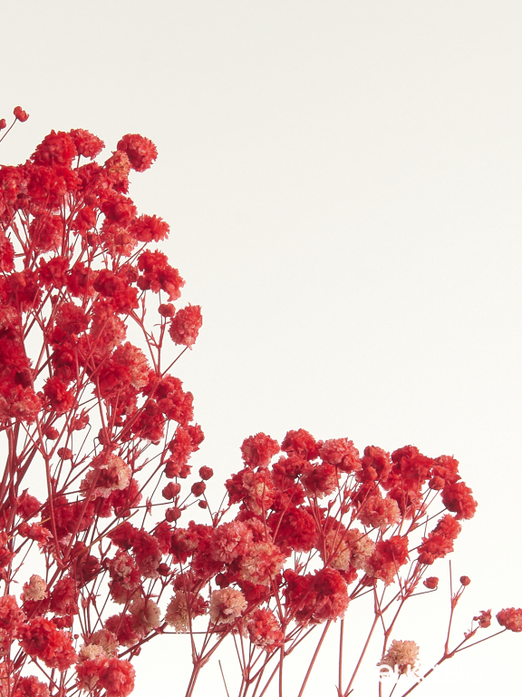  Гипсофила красный 100 - 115 г. Первый сорт - стабилизированная