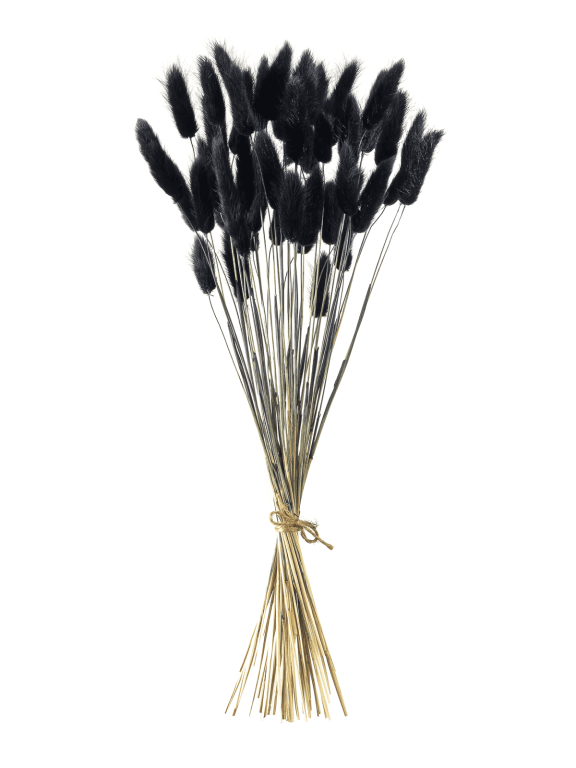 Лагурус черный первый сорт - 300 шт