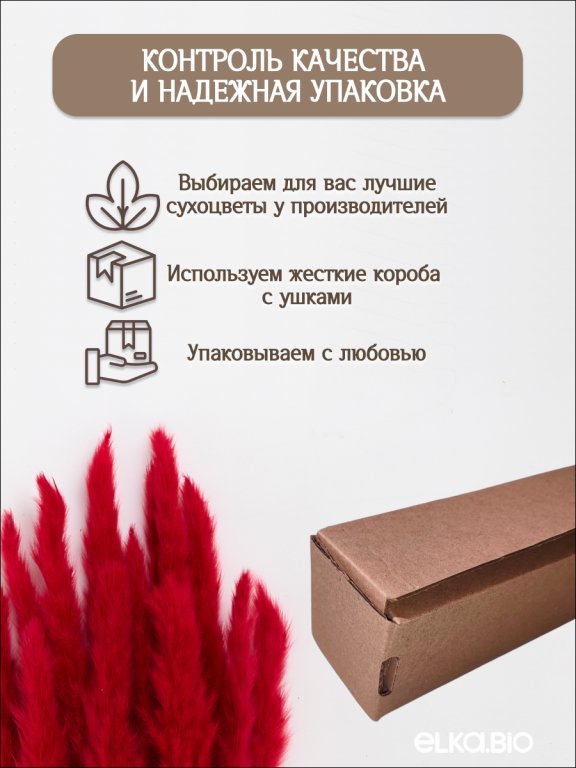 Пампас мини тёмно-красный 15 шт. Высший сорт. Высота 40-50 см. М131