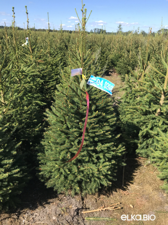 Новогодняя Ёлка в горшке 1.00 - 1.20