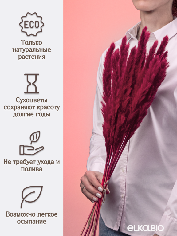 Пампас мини бордовый марсала 15 шт. Высший сорт. Высота 40-50 см. М667