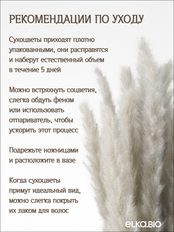 Пампас мини серый 15 шт. Высший сорт. Высота 40-50 см. М139