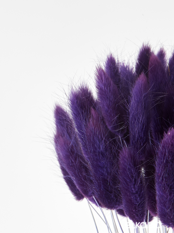 Лагурус фиолетовый высший сорт - 60 шт