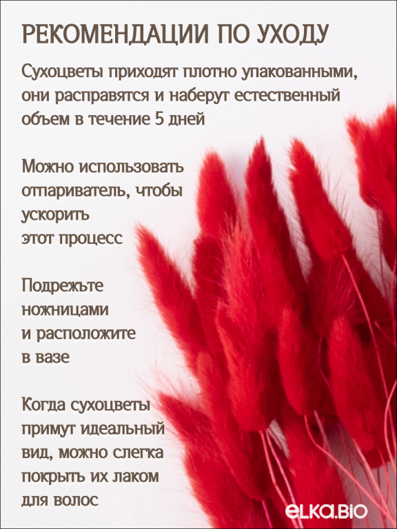 Лагурус красный 60 шт. Высший сорт. Высота 25-35 см М229