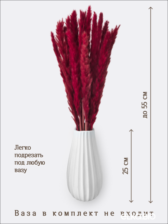 Пампас мини бордовый 15 шт. Высший сорт. Высота 40-50 см. М129