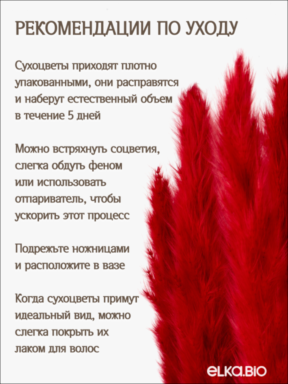 Пампас мини тёмно-красный 15 шт. Высший сорт. Высота 40-50 см. М131