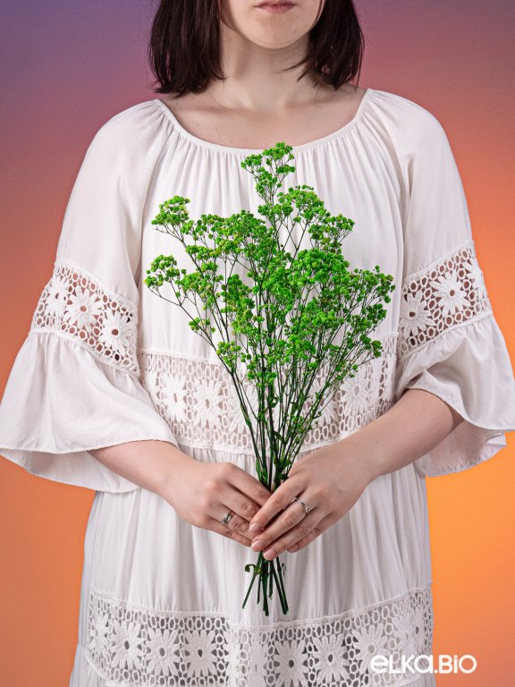 Гипсофила стабилизированная зелёная 50 гр. высший сорт М173 Гипсофила стабилизированная зелёная 50 гр. высший сорт М173