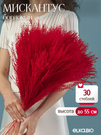 Мискантус бордовый 30 шт. Высший сорт М040