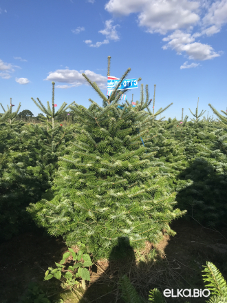 Пихта Нормана в горшке 1.40 - 1.60