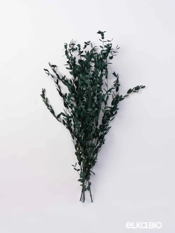 Эвкалипт Парвифолия изумрудный (3-5 шт) М055