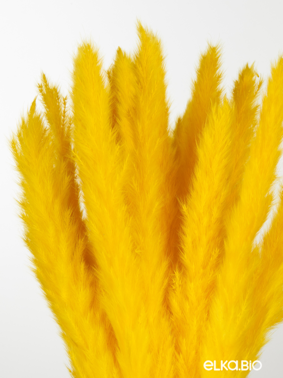 Трава сухоцвет пампас мини 15 шт. ярко-жёлтый высший сорт