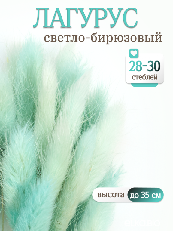 Лагурус светло-бирюзовый 30 шт. Высший сорт. Высота 25-35 см М480