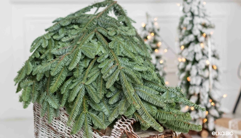 Лапник пихты Нобилис 15 кг