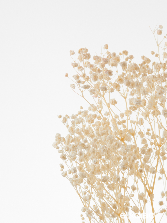 Гипсофила стабилизированная белоснежная 50 гр. высший сорт М169