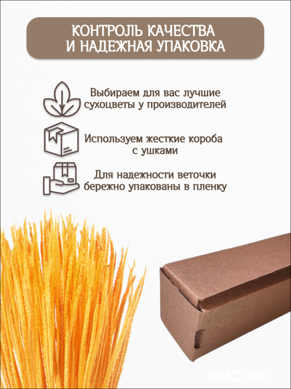 Алопекурус (тимофеевка) оранжевый 150 шт. Высший сорт - до 50 см  М450