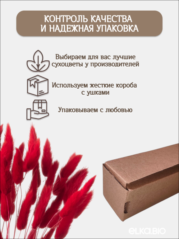 Лагурус красный 60 шт. Высший сорт. Высота 25-35 см М229