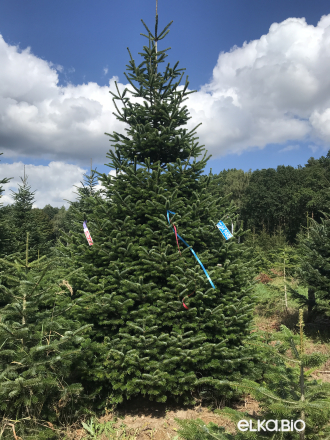 Пихта Нордмана срезанная 5.00 - 5.50