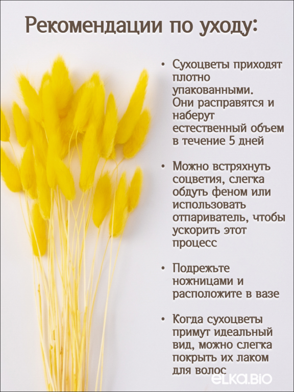 Лагурус желтый 30 шт. Высший сорт. Высота 40-50 см М010