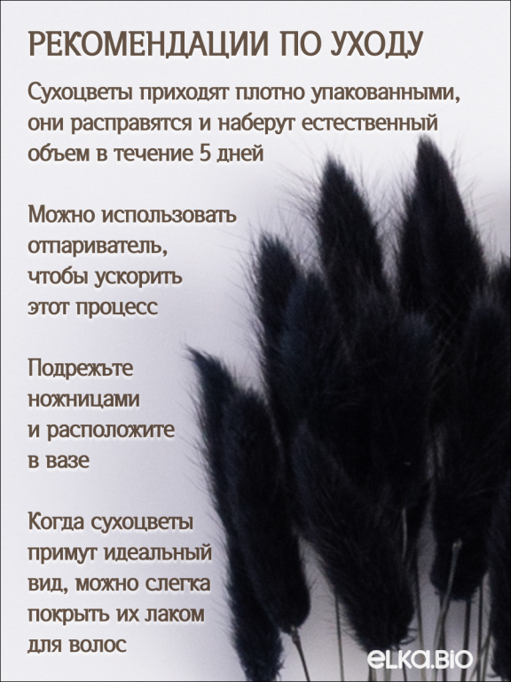 Лагурус чёрный 60 шт. Высший сорт. Высота 25-35 см М242