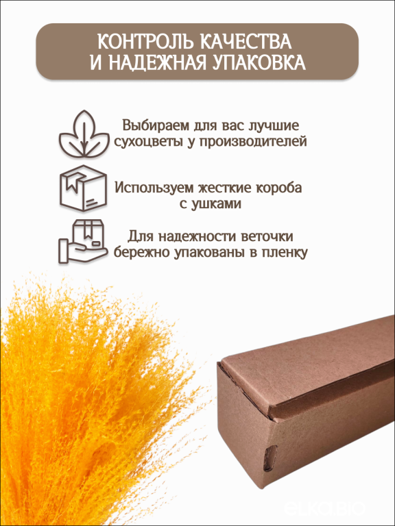 Мискантус оранжевый 30 шт. Высший сорт М275