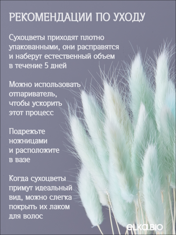 Лагурус светло-бирюзовый 60 шт. Высший сорт. Высота 25-35 см М234