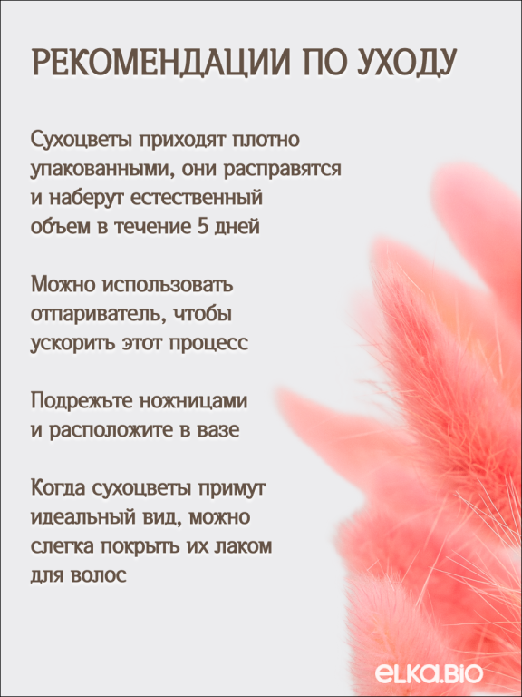 Лагурус розовый 60 шт. Высший сорт. Высота 25-35 см М640